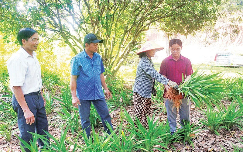 Các cựu chiến binh huyện Quỳ Châu trao đổi về cách trồng và phát triển cây hương bài làm nguyên liệu sản xuất hương trầm.