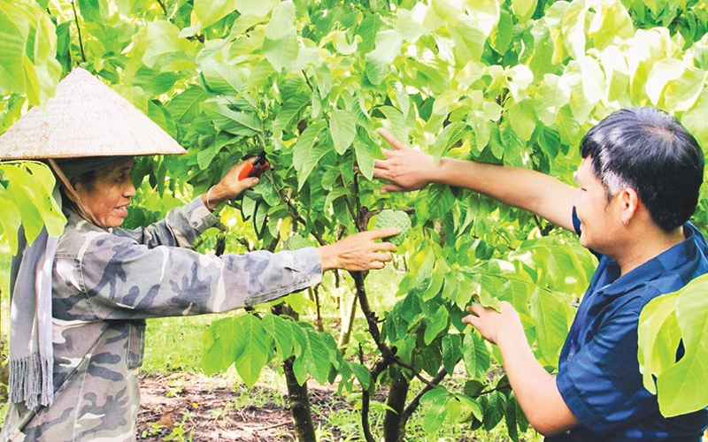 Nông dân bản Lếch, xã Cò Nòi, huyện Mai Sơn chăm sóc na theo hướng hữu cơ.