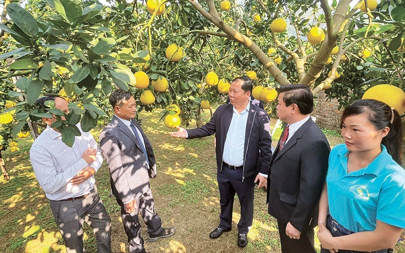 Bí thư Tỉnh ủy Hòa Bình Nguyễn Phi Long (thứ 3 từ phải sang) đang kiểm tra vườn bưởi tại huyện Yên Thủy trước khi xuất khẩu.