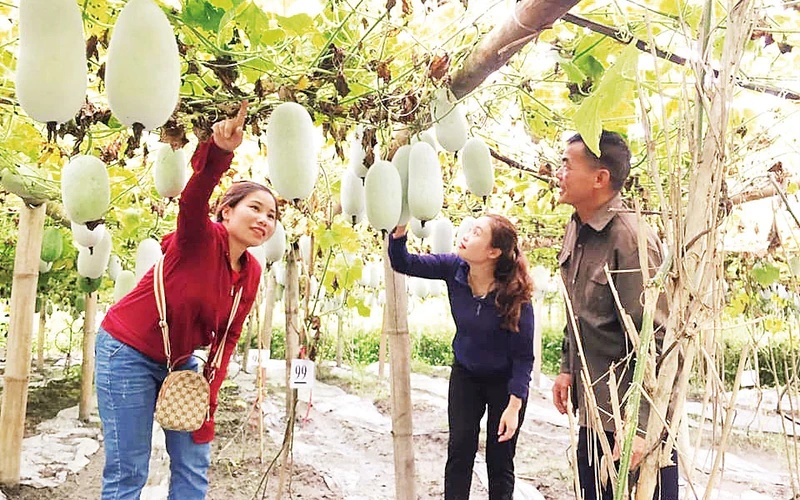 Mô hình trồng bí xanh thơm theo hướng hữu cơ của Hợp tác xã Yến Dương, huyện Ba Bể