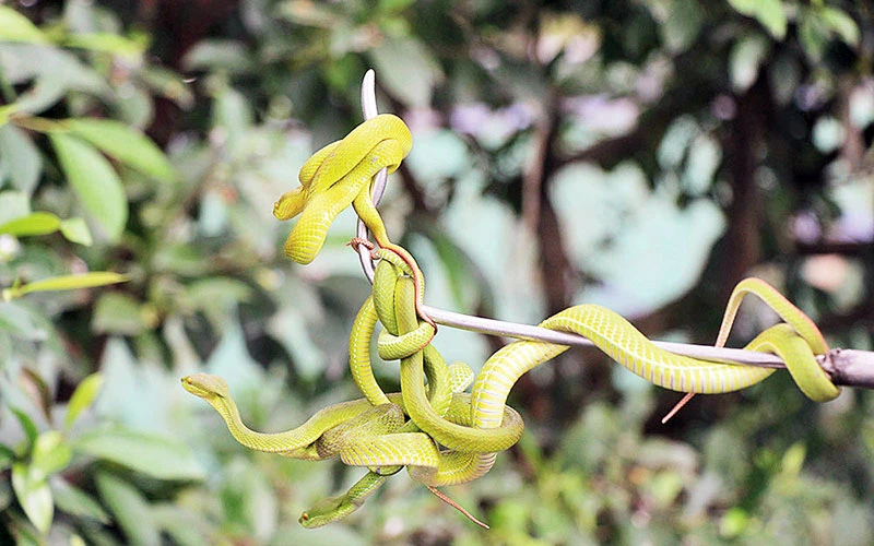 Rắn lục đuôi đỏ-loài được nuôi, bảo tồn số lượng rất lớn tại Trại rắn Đồng Tâm.