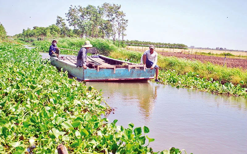 Huyện Chợ Gạo (Tiền Giang) chủ động cấp bổ nước các tuyến kênh nội đồng để bảo đảm sản xuất.