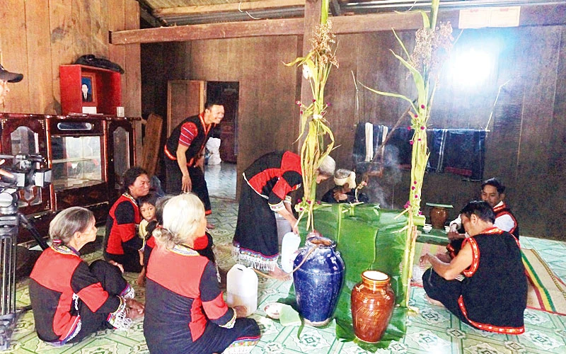 Nghi thức Lễ cúng lúa mới được tổ chức tại gia đình bà Cà Mau Thị Sơn ở thôn Tà Nôi, xã Ma Nới, huyện Ninh Sơn.