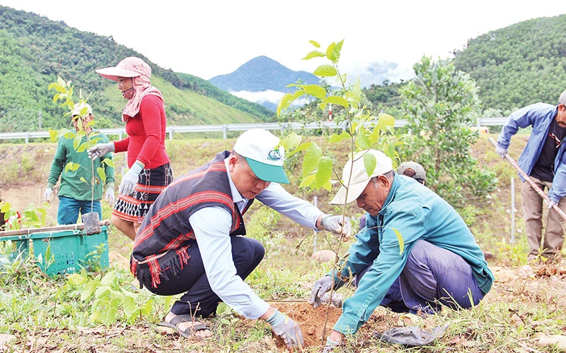 Người Cơ Tu tham gia trồng rừng để mở rộng thêm những diện tích rừng ở Khu bảo tồn thiên nhiên Bà Nà-Núi Chúa.