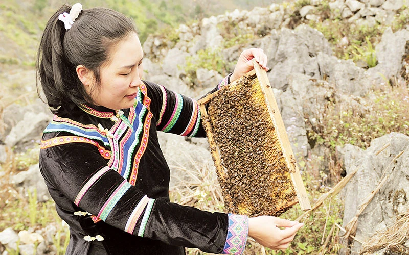 Giám đốc Hợp tác xã Nông lâm nghiệp và Dịch vụ thương mại tổng hợp Pó Mỷ Lưu Thị Hòa kiểm tra đàn ong lấy mật bạc hà. 