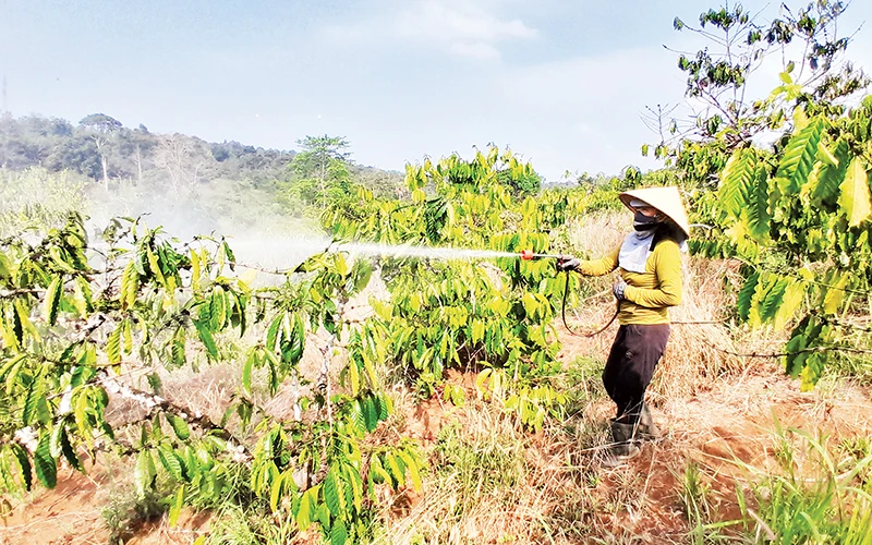 Hằng năm, nông dân trên địa bàn tỉnh Đắk Nông sử dụng khoảng hơn 500 tấn các loại thuốc bảo vệ thực vật.