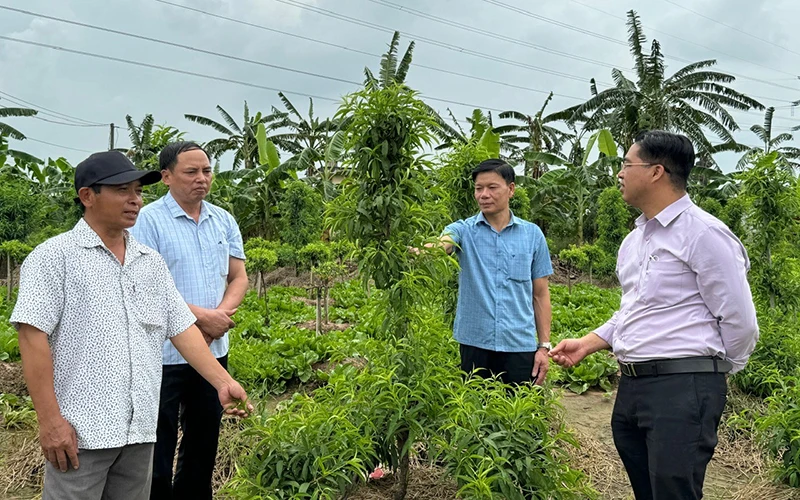 Lãnh đạo xã Tứ Dân trao đổi kỹ thuật chăm sóc cây đào với ông Nguyễn Huy Tứ (ngoài cùng bên trái).