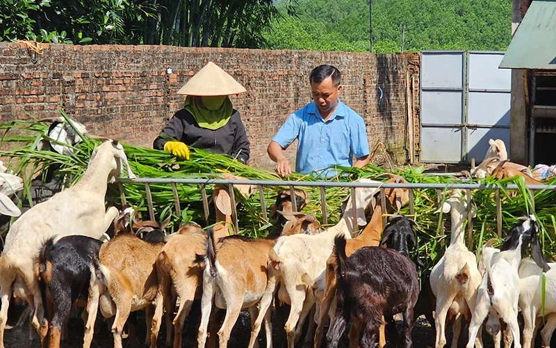 Mô hình nuôi dê sinh sản mang lại giá trị kinh tế cho hộ gia đình Phạm Viết Cao ở xã Quảng Tân, huyện Đầm Hà, tỉnh Quảng Ninh.