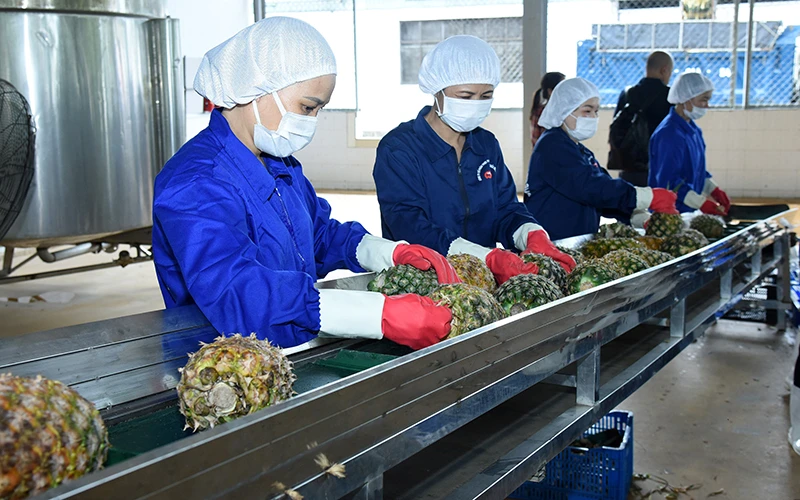 Sơ chế dứa phục vụ xuất khẩu tại Công ty CP Thực phẩm xuất khẩu Đồng Giao (tỉnh Ninh Bình). (Ảnh Đức Khánh)