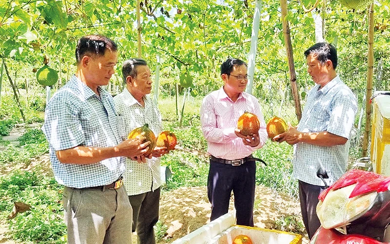 Mô hình trồng gấc của ông Đoàn Thanh Tú (ngoài cùng bên phải) cho thu nhập khoảng 150 triệu đồng/năm.