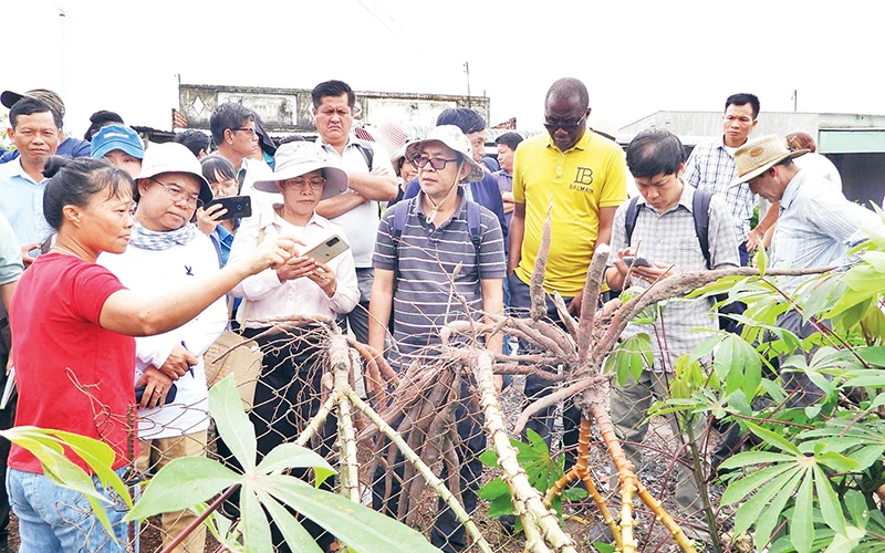 Nông dân chuẩn bị cây giống để tiếp tục mở rộng diện tích trồng cây mì.