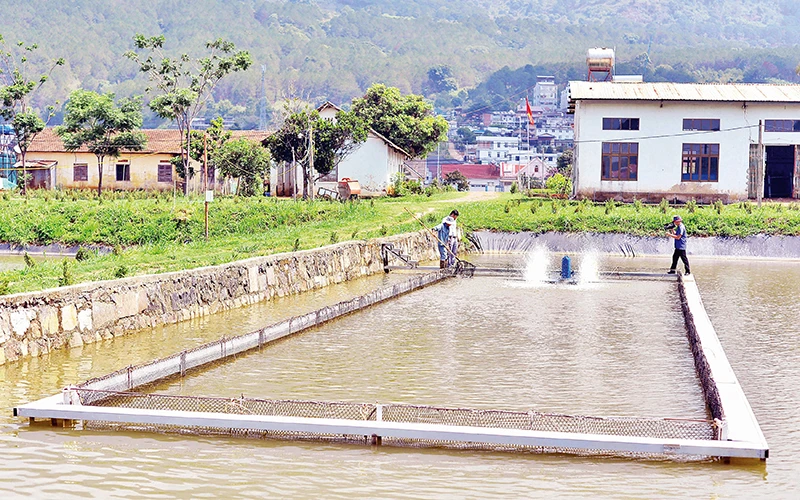 Mô hình nuôi cá tầm “lồng trong ao đất” là hướng đi nhiều triển vọng tại Lâm Đồng.