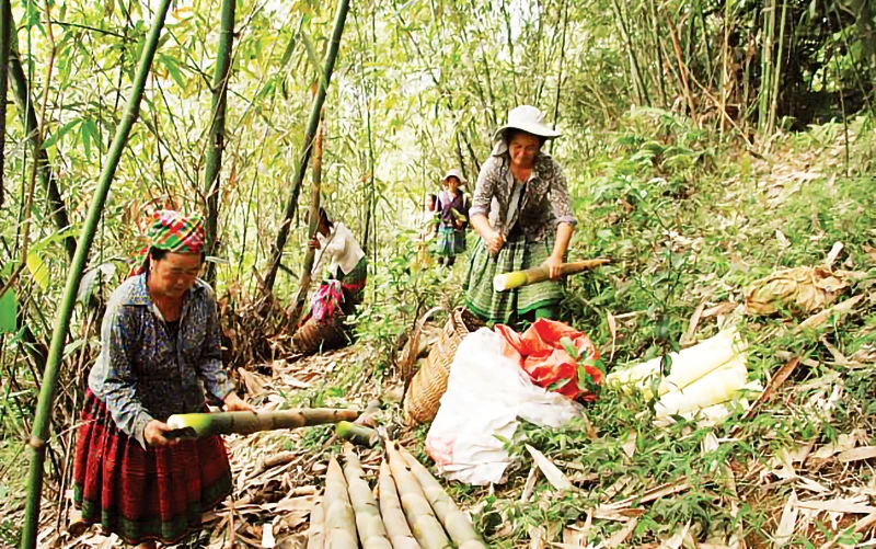 Nhờ cây tre măng bát độ, nhiều đồng bào H’Mông Trấn Yên đã thoát nghèo.