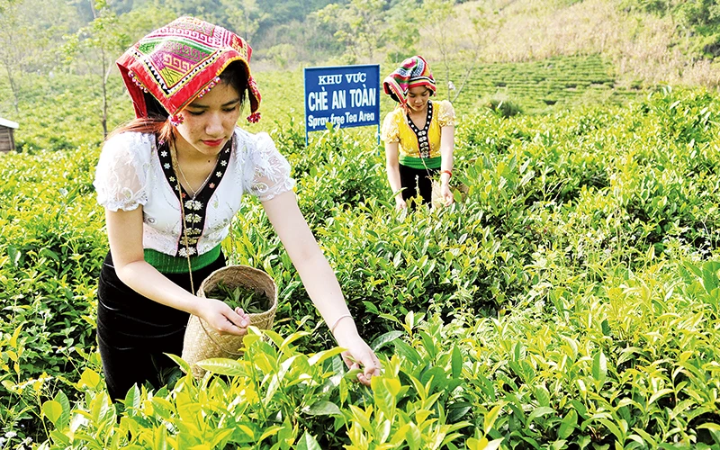 Thu hoạch chè tại huyện Mộc Châu (Sơn La). 