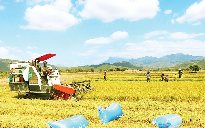 Nông dân tỉnh Ninh Thuận thu hoạch lúa.