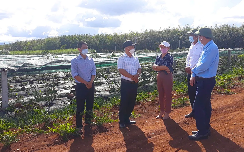 Cán bộ Sở Khoa học và Công nghệ tỉnh Quảng Trị thăm CDM Farm. (Ảnh: CDM Farm)