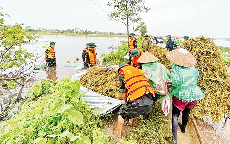 Lực lượng quân đội giúp nông dân thu hoạch lúa mùa. (Ảnh Thu Hiền) 