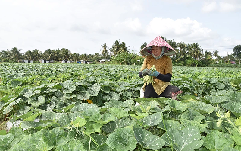 Nông dân xã Bình Nhì, huyện Gò Công Tây (Tiền Giang) chuyển đổi thành công từ đất lúa kém hiệu quả sang trồng rau màu.