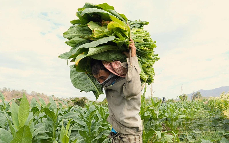 Lâu nay, trồng cây thuốc lá là một trong những sinh kế căn bản của người nông dân ở một số vùng có ít lựa chọn sản phẩm cây trồng.