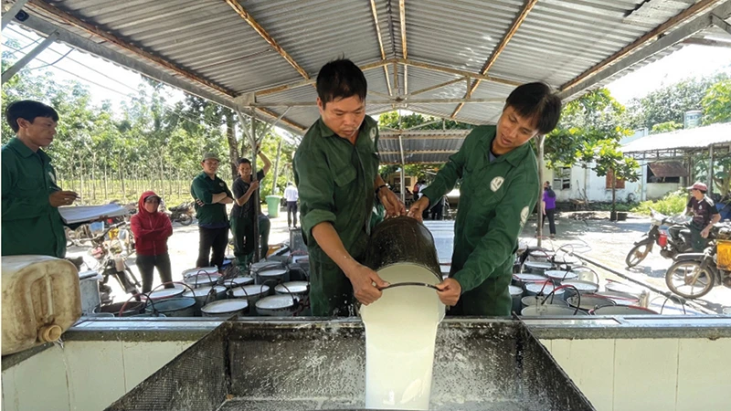 Công nhân khai thác mủ cao-su tại nông trường của Công ty Cao-su Tân Biên.