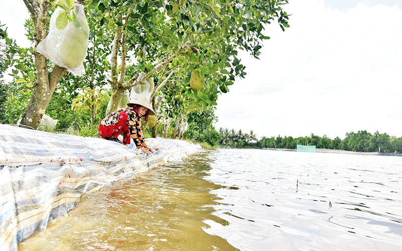 Bà Nguyễn Thị Hoa ở xã Mỹ Thành Bắc, huyện Cai Lậy dùng mủ che chắn chung quanh vườn cây ăn trái của gia đình.