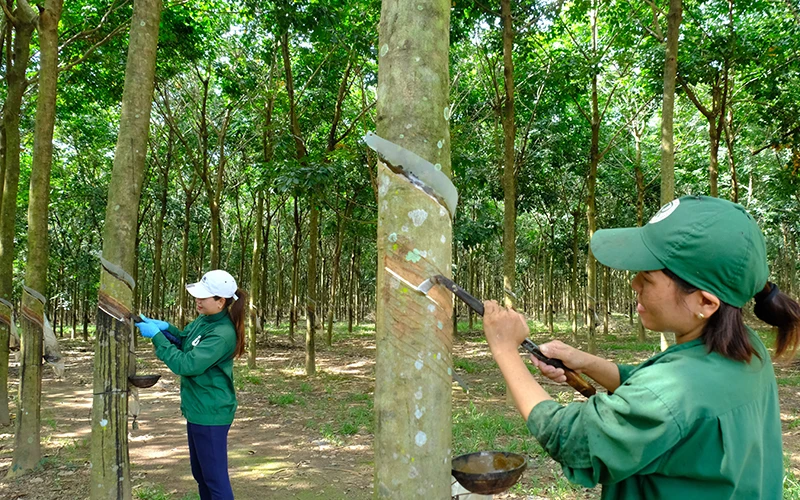 Công nhân khai thác mủ cao su tại Nông trường Phú Riềng Đỏ, Công ty Cao-su Phú Riềng, xã Phú Riềng, huyện Phú Riềng, tỉnh Bình Phước.