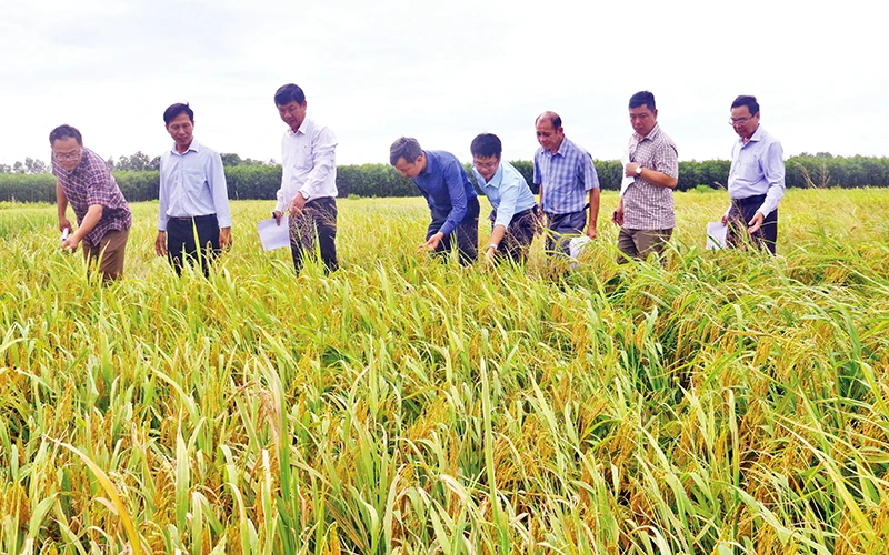 Cán bộ chức năng tỉnh Hậu Giang đánh giá chất lượng giống lúa trồng khảo nghiệm ở vùng đất phèn, mặn của huyện Long Mỹ trong vụ lúa hè thu.