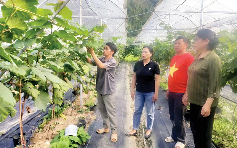 Gia đình anh Vừ Mí Trá, thôn Đoàn Kết, xã Sủng Là, huyện Đồng Văn (Hà Giang) chuyển đổi diện tích ngô sang trồng nho hạ đen.