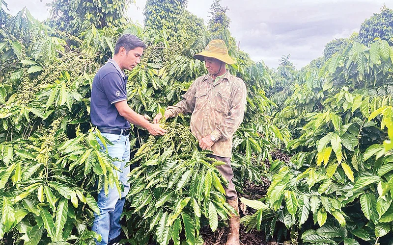 Cán bộ khuyến nông tỉnh Đắk Nông trao đổi với người dân về canh tác cà-phê bền vững.