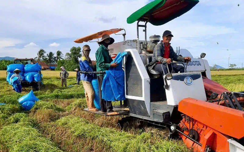 Hợp tác xã Nông nghiệp kinh doanh dịch vụ Hòa Phú, huyện Tây Hòa (Phú Yên) tập trung thu hoạch lúa hè thu. (Ảnh NGỌC HÂN)