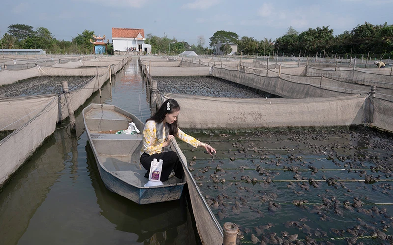 Mô hình nuôi ếch không sử dụng thuốc kháng sinh tại xã Láng Biển, huyện Tháp Mười, tỉnh Đồng Tháp.