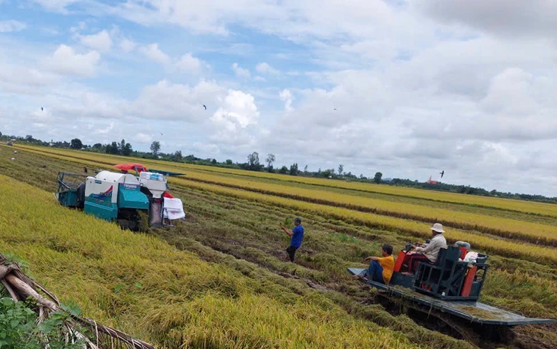 Thu hoạch lúa tại huyện Vĩnh Thạnh, thành phố Cần Thơ. (Ảnh HÀ ANH)