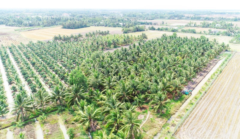 Vườn dừa hữu cơ của Công ty TNHH Trà Vinh Farm, thị trấn Tiểu Cần, huyện Tiểu Cần, tỉnh Trà Vinh.