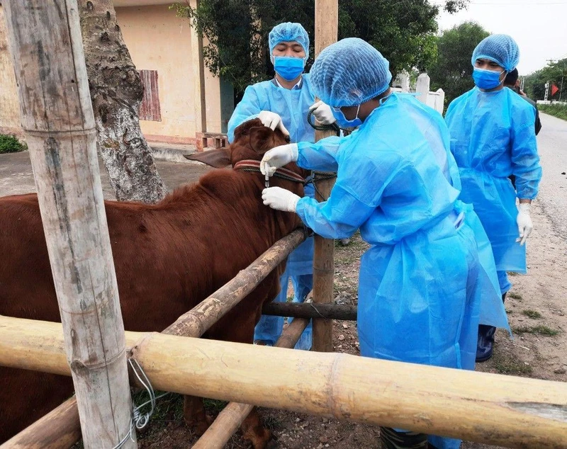 Tiêm vắc-xin phòng lở mồm long móng cho đàn trâu bò.