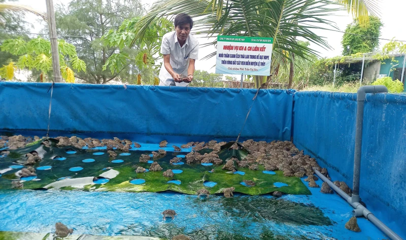 Mô hình nuôi ếch Thái Lan trong bể lót bạt HDPE ở huyện Lệ Thủy.