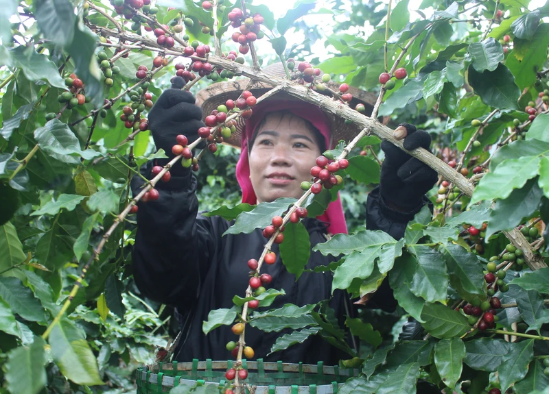 Hợp tác xã Cà-phê Bích Thao đã tạo việc làm thường xuyên cho nhiều lao động tại địa phương.