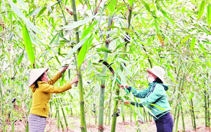 Chị em phụ nữ thôn Nam Thành cùng chăm sóc vườn măng.