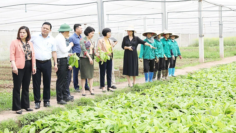 Hội đồng nhân dân thành phố Hà Nội khảo sát cơ sở trồng rau sạch ở khu vực ngoại thành.