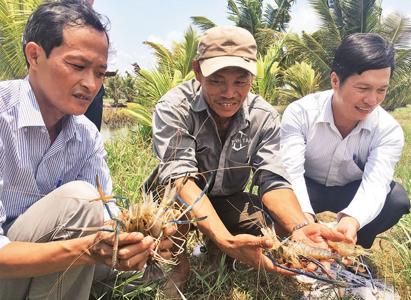 Nông dân xã Mỹ An, huyện Thạnh Phú, tỉnh Bến Tre nuôi tôm càng xanh trong ruộng lúa mang lại hiệu quả cao.
