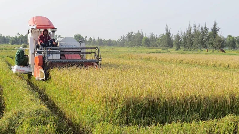 Ứng dụng công nghệ cao trong thu hoạch lúa ở Quảng Bình.