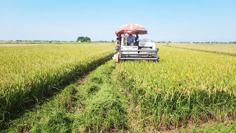Khâu làm đất và thu hoạch lúa tại xã Bình Định (huyện Kiến Xương, tỉnh Thái Bình) được cơ giới hóa 100%.