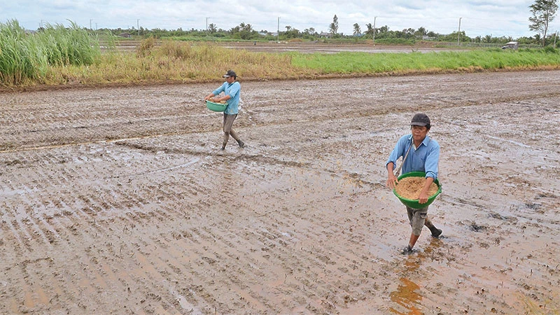 Nông dân xã Yên Luông, huyện Gò Công Tây, tỉnh Tiền Giang xuống giống vụ lúa thu đông 2023.
