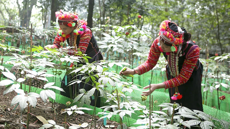 Trồng sâm dưới tán rừng tại bản Sín Chải C, xã Pa Vệ Sủ, huyện Mường Tè, Lai Châu. (Ảnh: TRẦN TUẤN)
