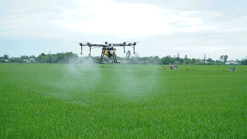 Công ty cổ phần Tập đoàn Lộc Trời cung cấp dịch vụ máy bay không người lái (drone) giúp giảm chi phí và tăng hiệu quả sử dụng thuốc bảo vệ thực vật. (Ảnh: MINH ANH)