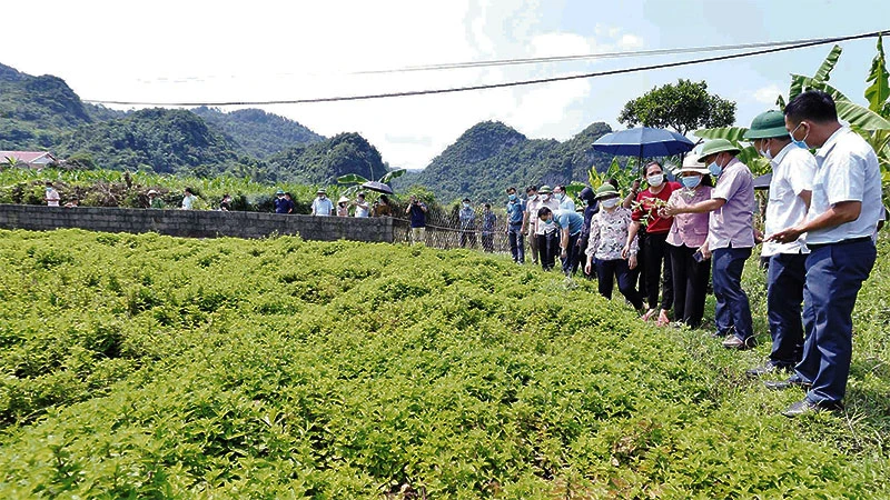 Phổ biến cho người dân ở xã Kim Đồng (Tràng Định) về kỹ thuật chăm sóc, thu hoạch cây thạch đen phục vụ xuất khẩu.