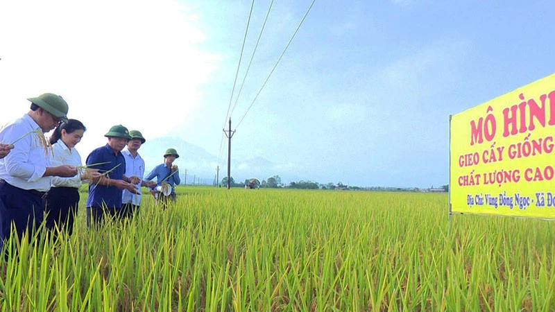 Nhân dân xã Đoan Hạ, huyện Thanh Thủy thử nghiệm giống lúa mới sau dồn điền đổi thửa. (Ảnh: HỒNG NHUNG)