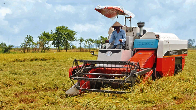 Nông dân huyện Thới Lai (Cần Thơ) thu hoạch lúa thu đông 2023.