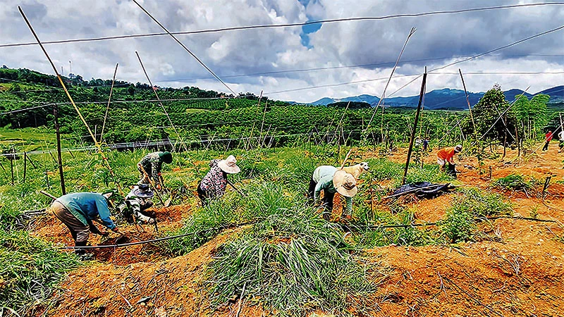 Nhiều hộ đồng bào dân tộc thiểu số xã Hơ Moong, huyện Sa Thầy chuyển đổi từ trồng sắn sang chanh dây mang lại hiệu quả cao hơn.