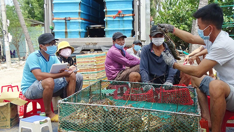 Người dân xã Xuân Thịnh, thị xã Sông Cầu, tỉnh Phú Yên thu hoạch tôm hùm bán cho thương lái. 