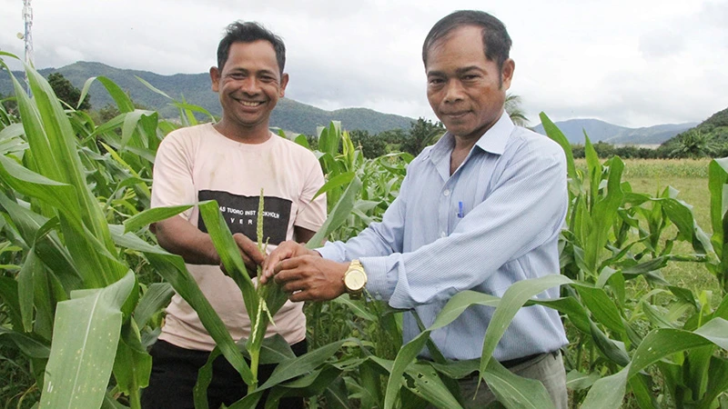Đảng viên Katơ Chí, Chủ tịch Hội Nông dân xã Phước Hòa, huyện Bác Ái (Ninh Thuận) hướng dẫn anh Pinăng Chiêu kỹ thuật chăm sóc cây ngô.